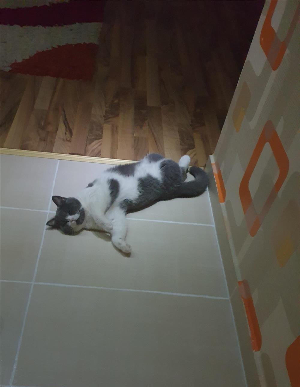 Pisicuță British Shorthair