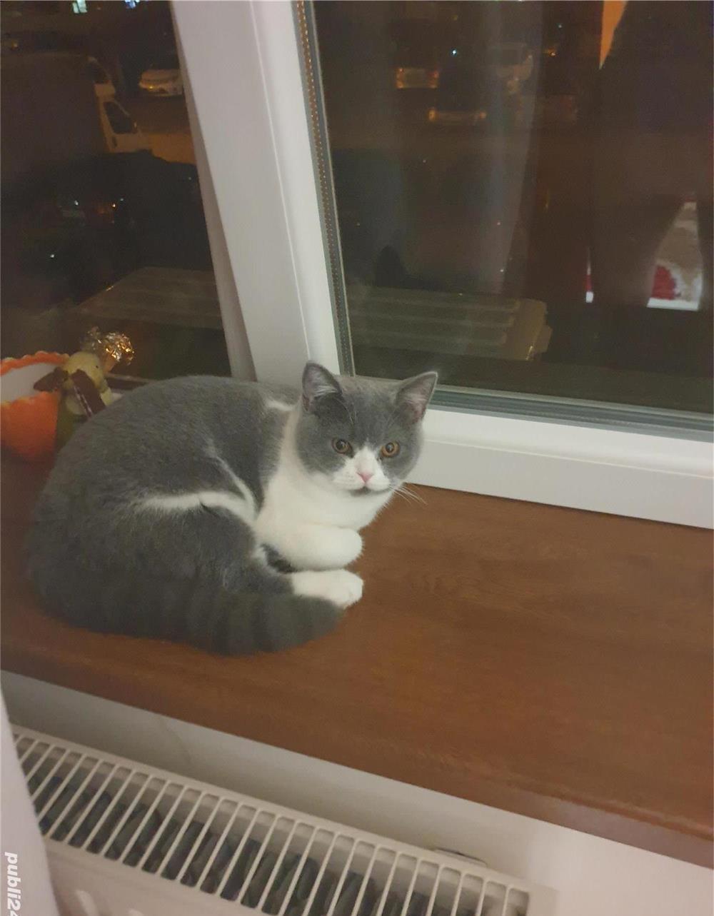 Pisicuță British Shorthair