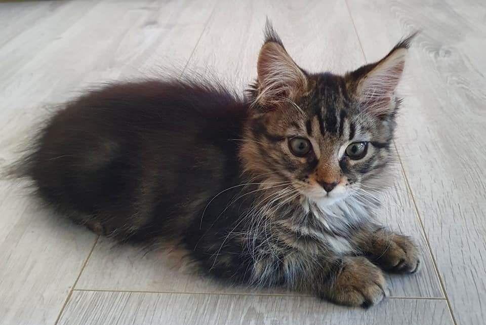Pisicuta Maine Coon
