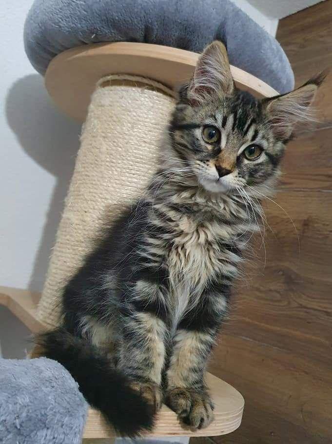Pisicuta Maine Coon
