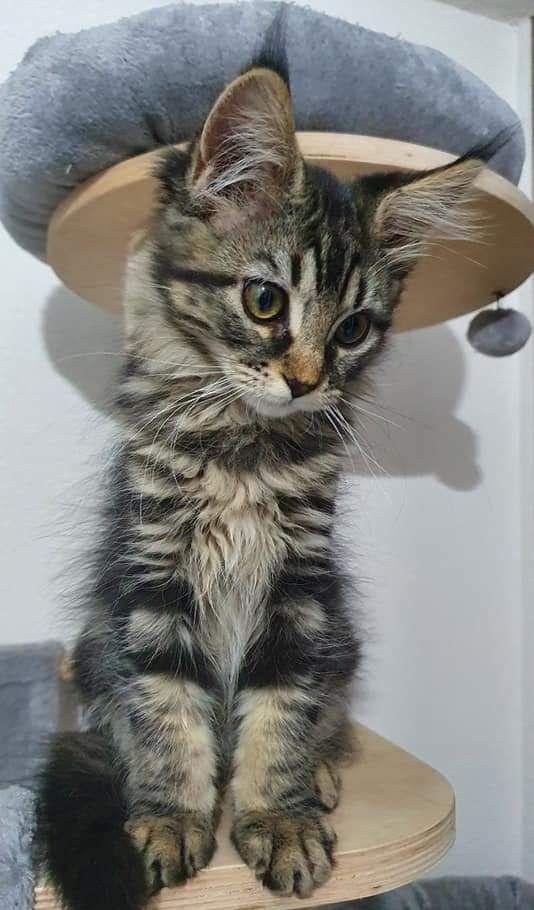Pisicuta Maine Coon