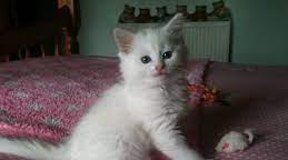 pisicute birmaneze