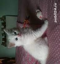 pisicute birmaneze