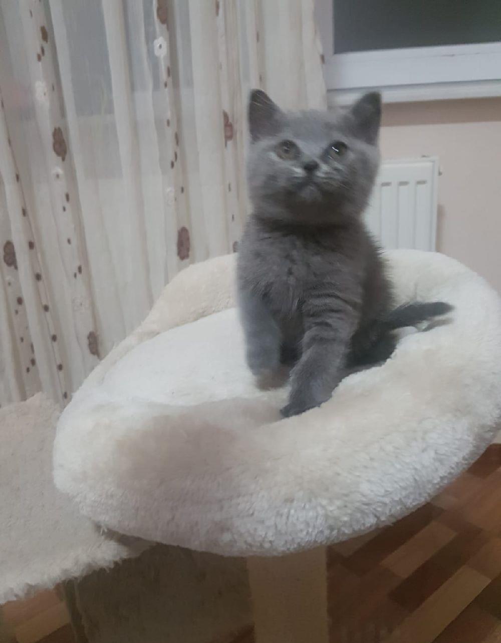 pisicute british shorthair!