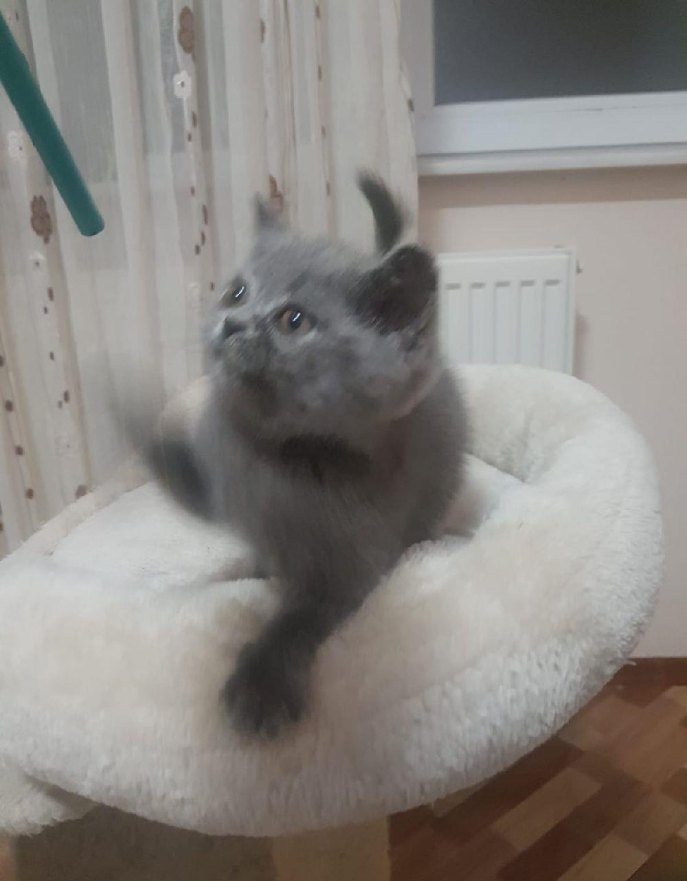 pisicute british shorthair!