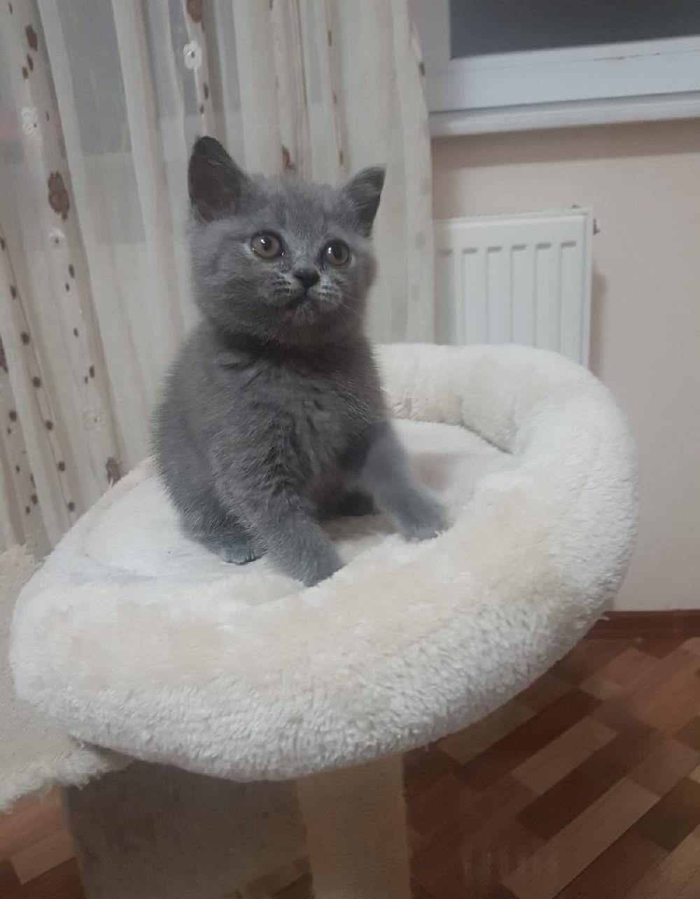 pisicute british shorthair!