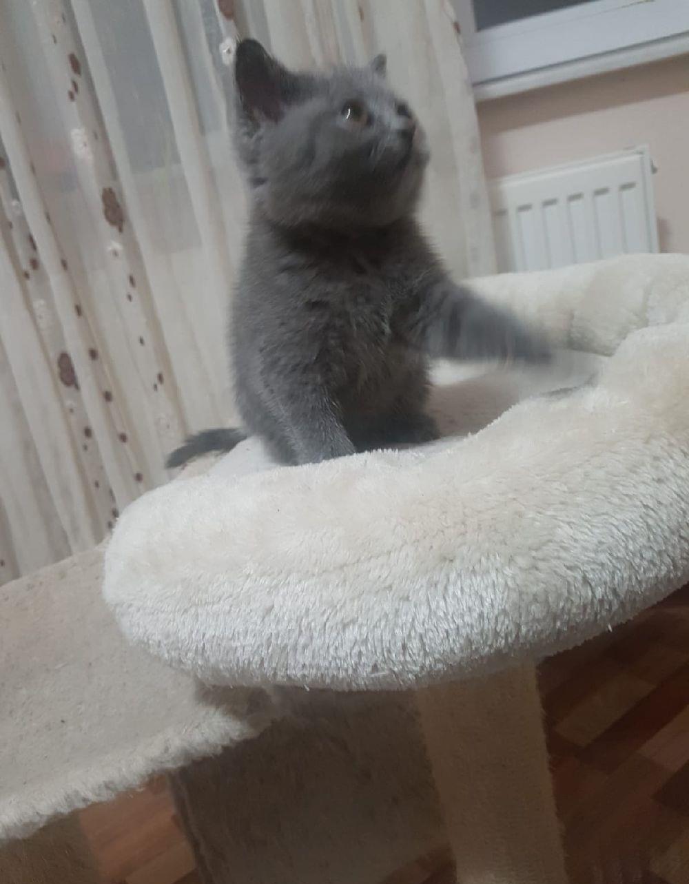 pisicute british shorthair!