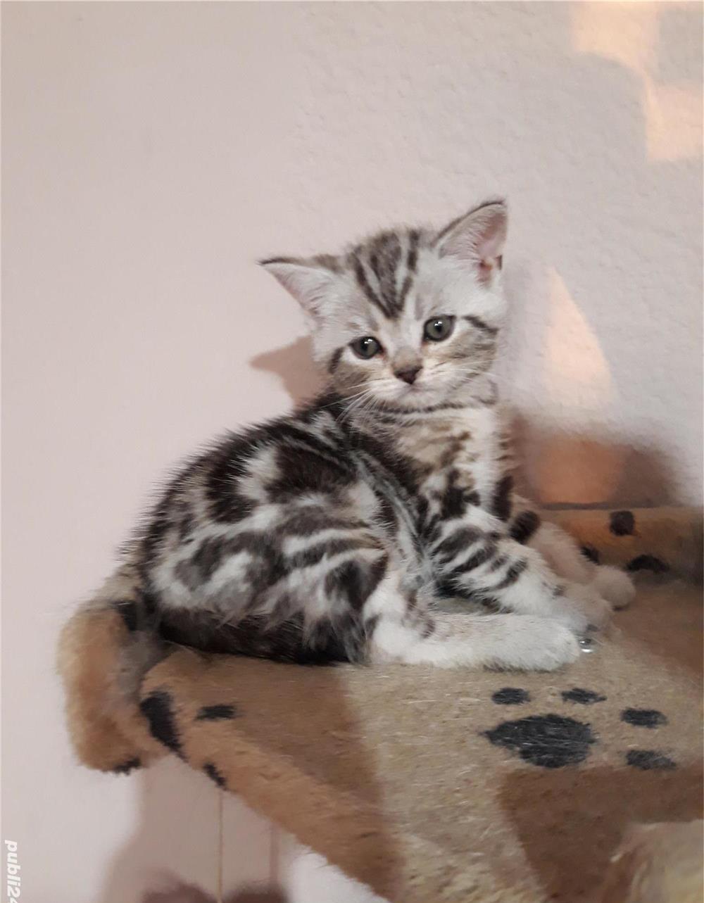 Pisicute British Shorthair deosebite