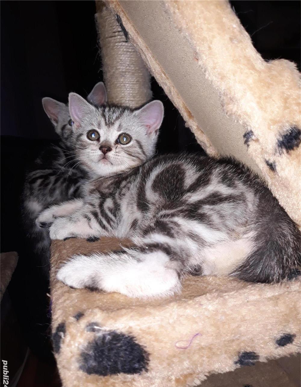 Pisicute British Shorthair deosebite