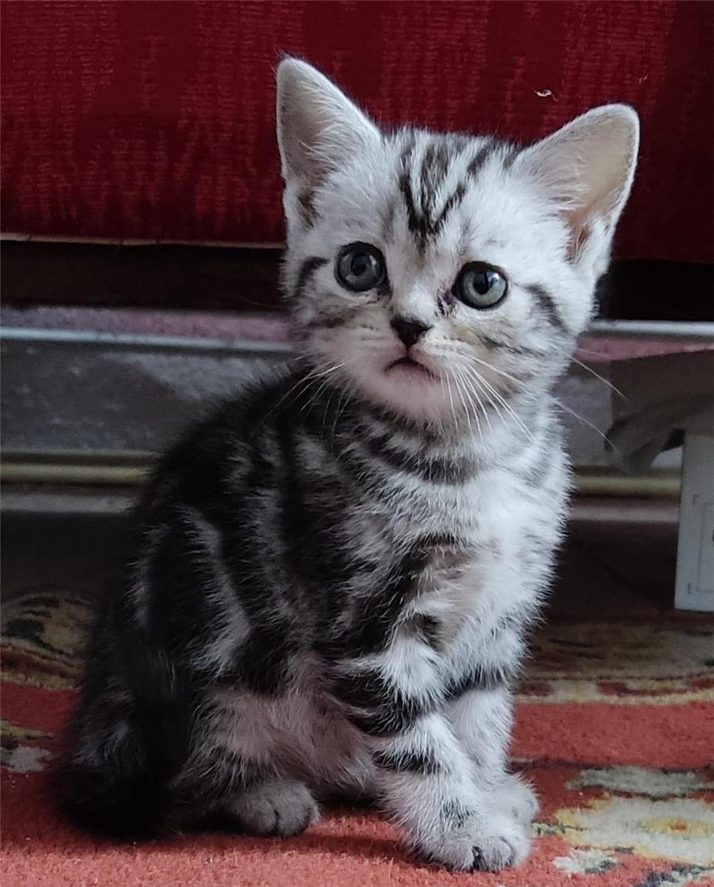 Pisicute British Shorthair deosebite