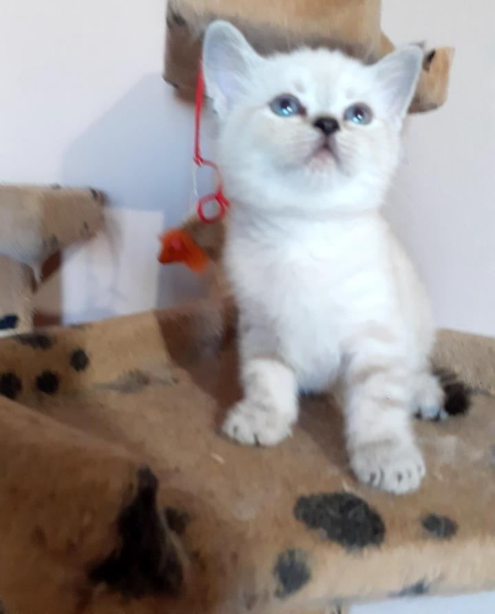Pisicute British Shorthair deosebite