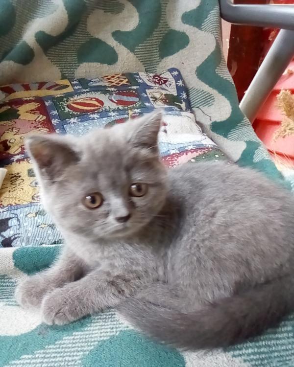 Pisicuțe British shorthair, doua luni jumate.