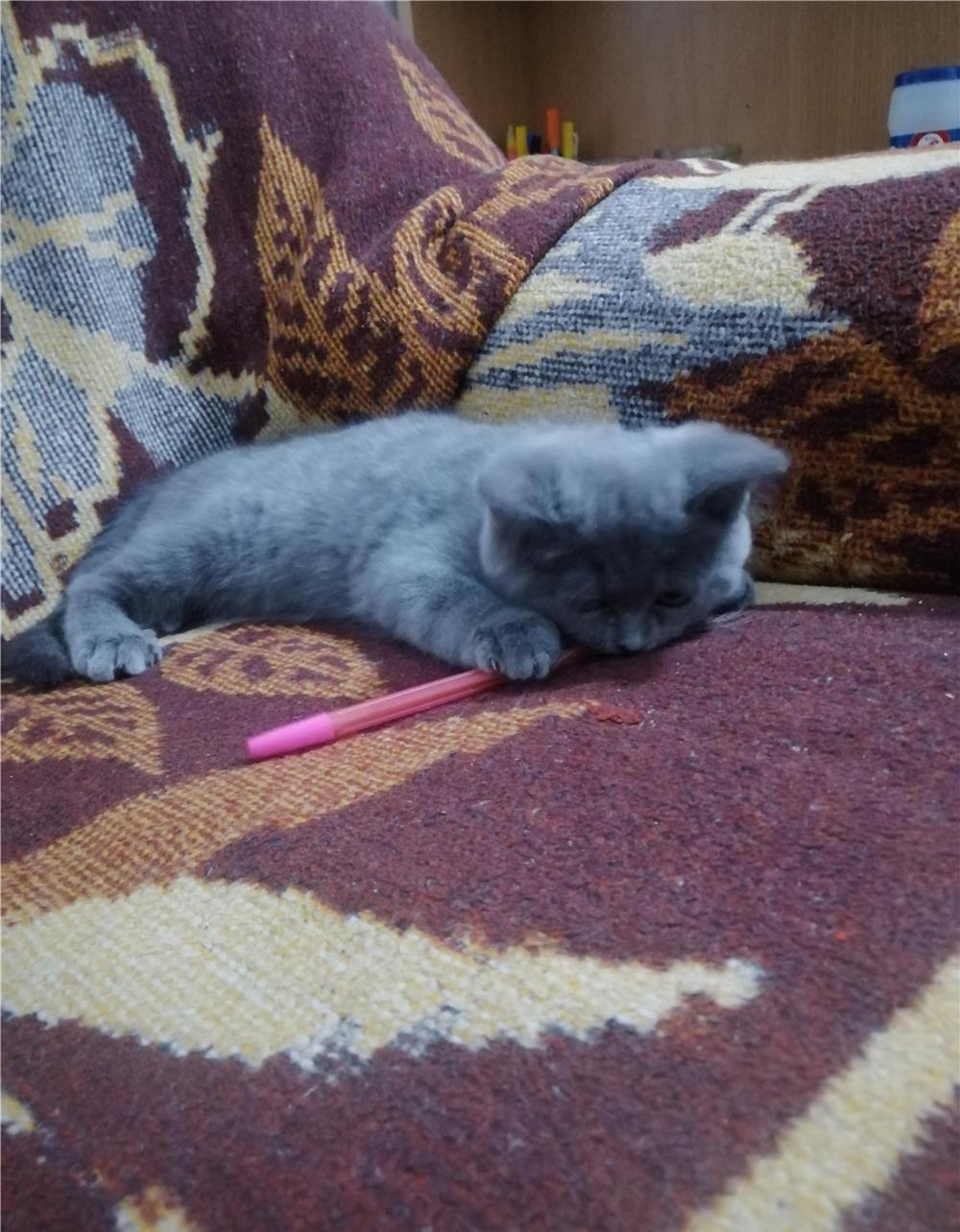 Pisicuțe British shorthair, doua luni jumate.