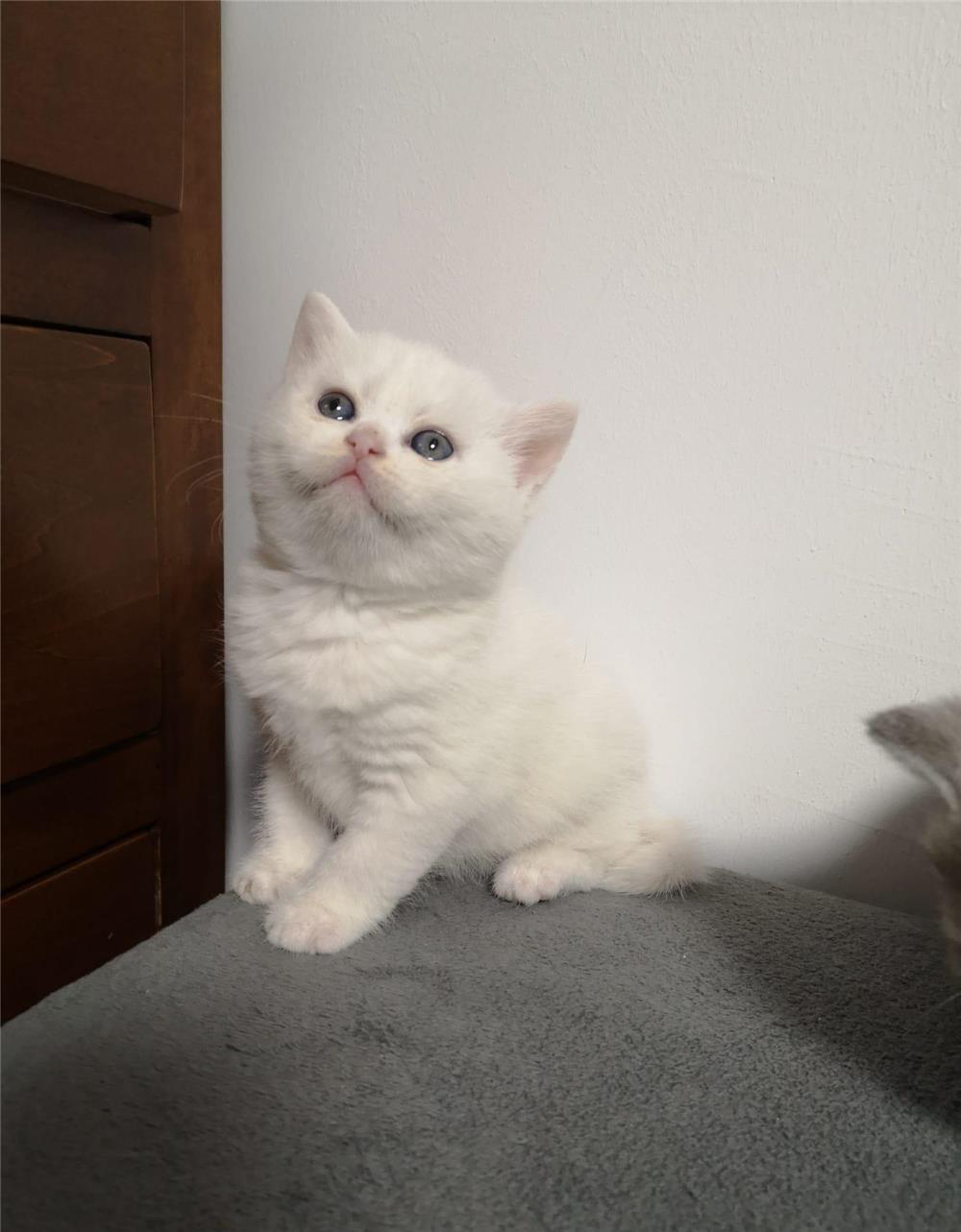 Pisicuțe British Shorthair/Scottish Fold