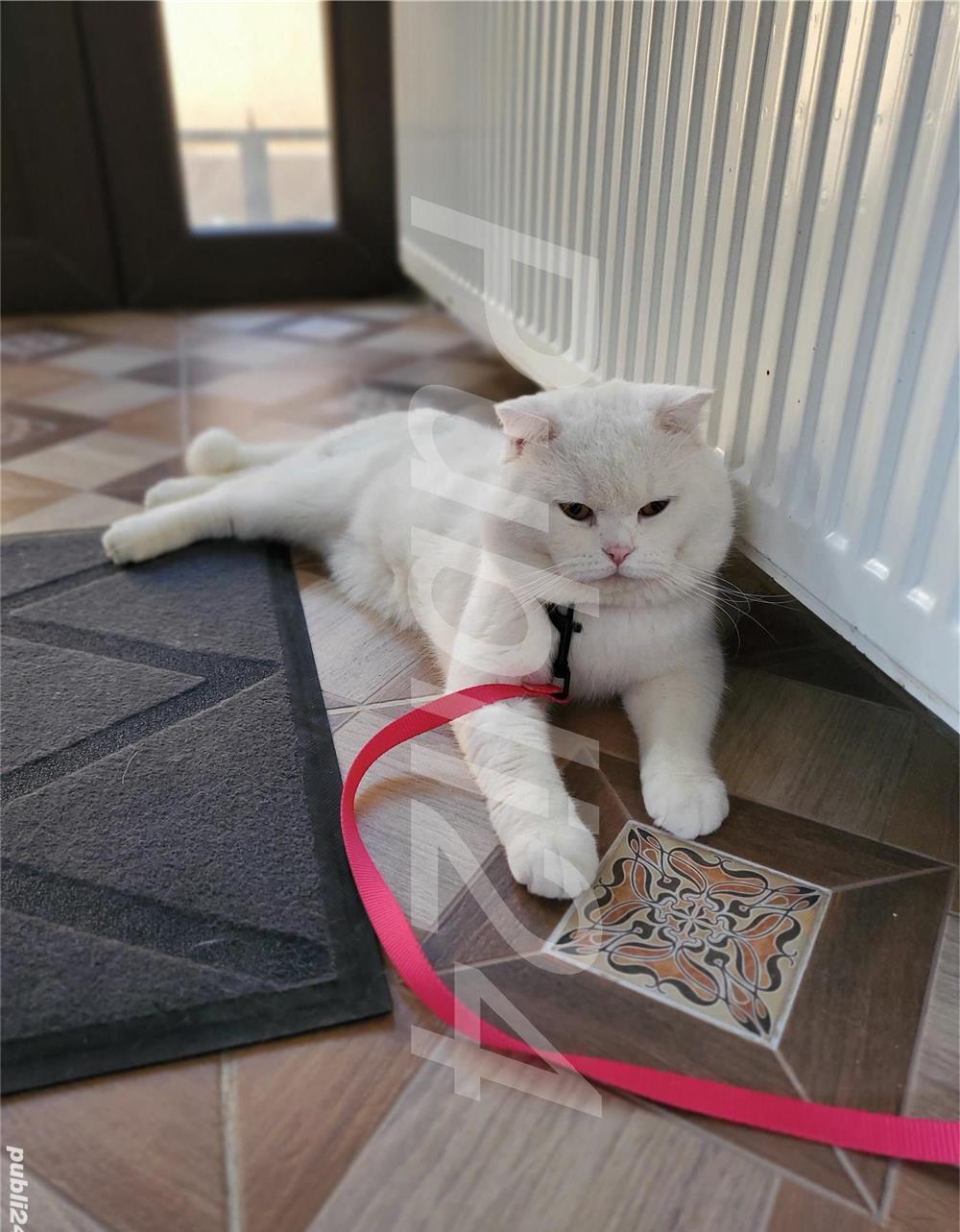 Pisicuțe British Shorthair/Scottish Fold