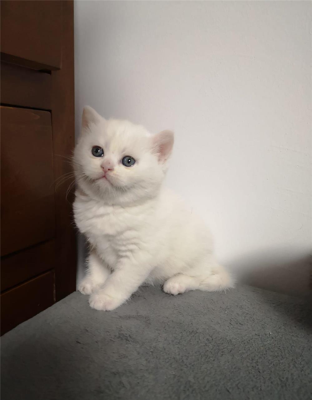 Pisicuțe British Shorthair/Scottish Fold