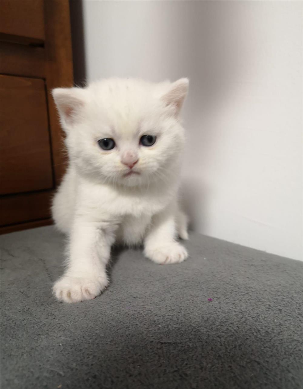 Pisicuțe British Shorthair/Scottish Fold