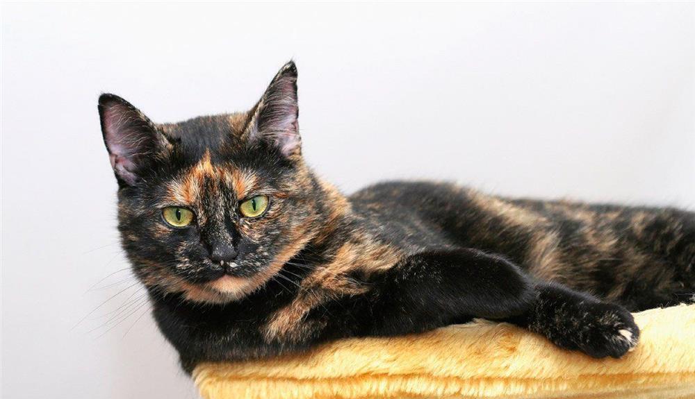 pisicute calico
