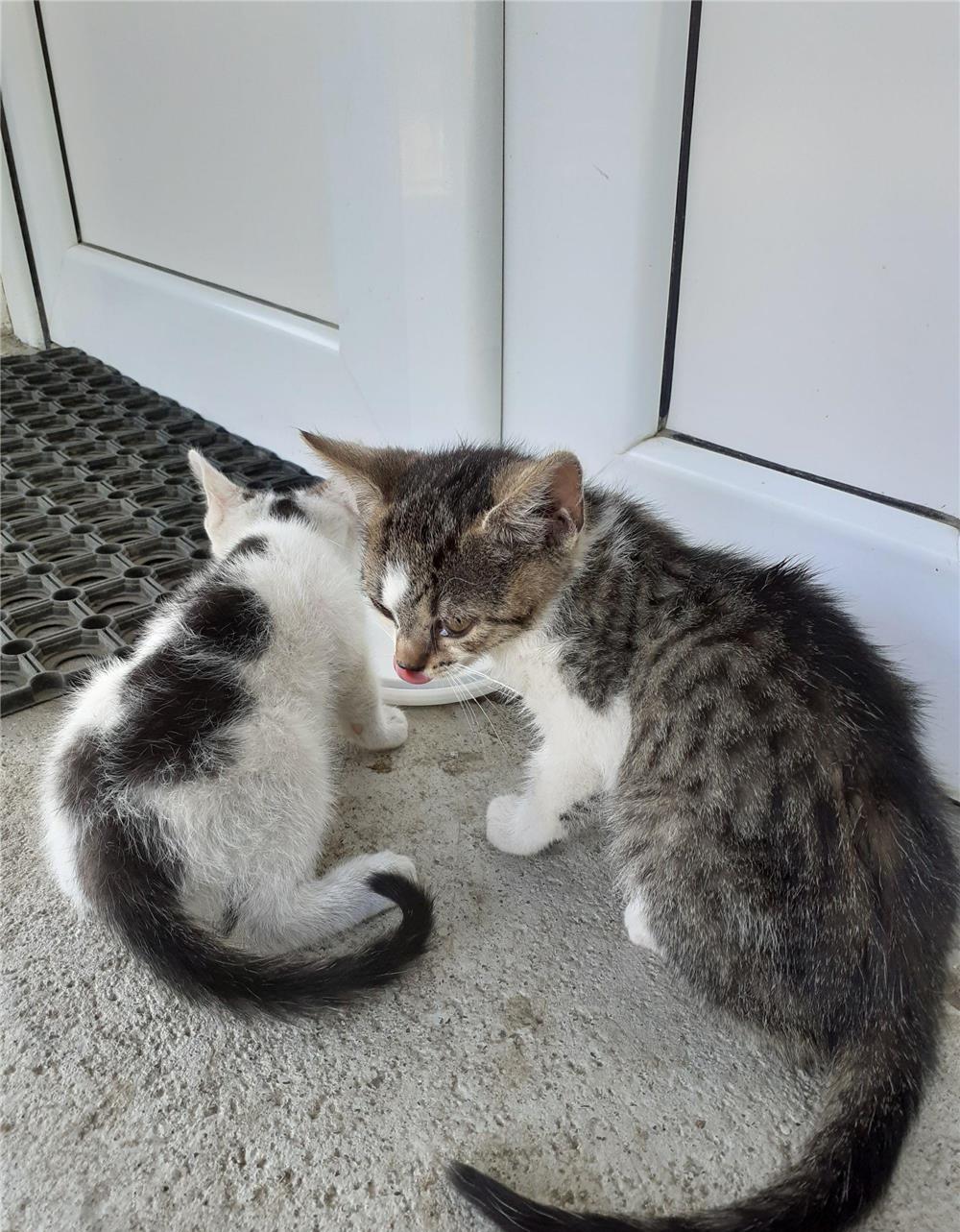 Pisicuțe gratis pentru adopție.