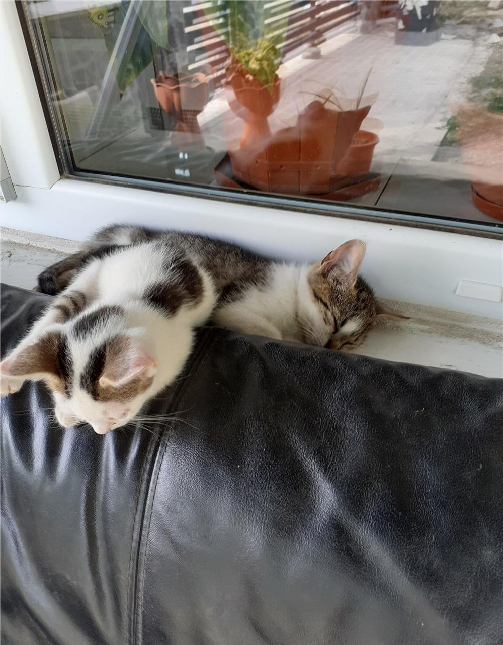 Pisicuțe gratis pentru adopție.