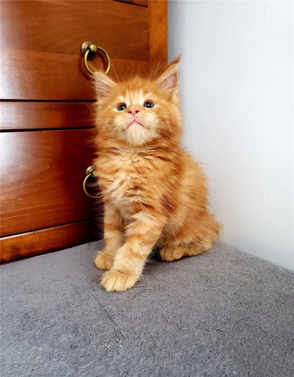 Pisicuțe Maine coon