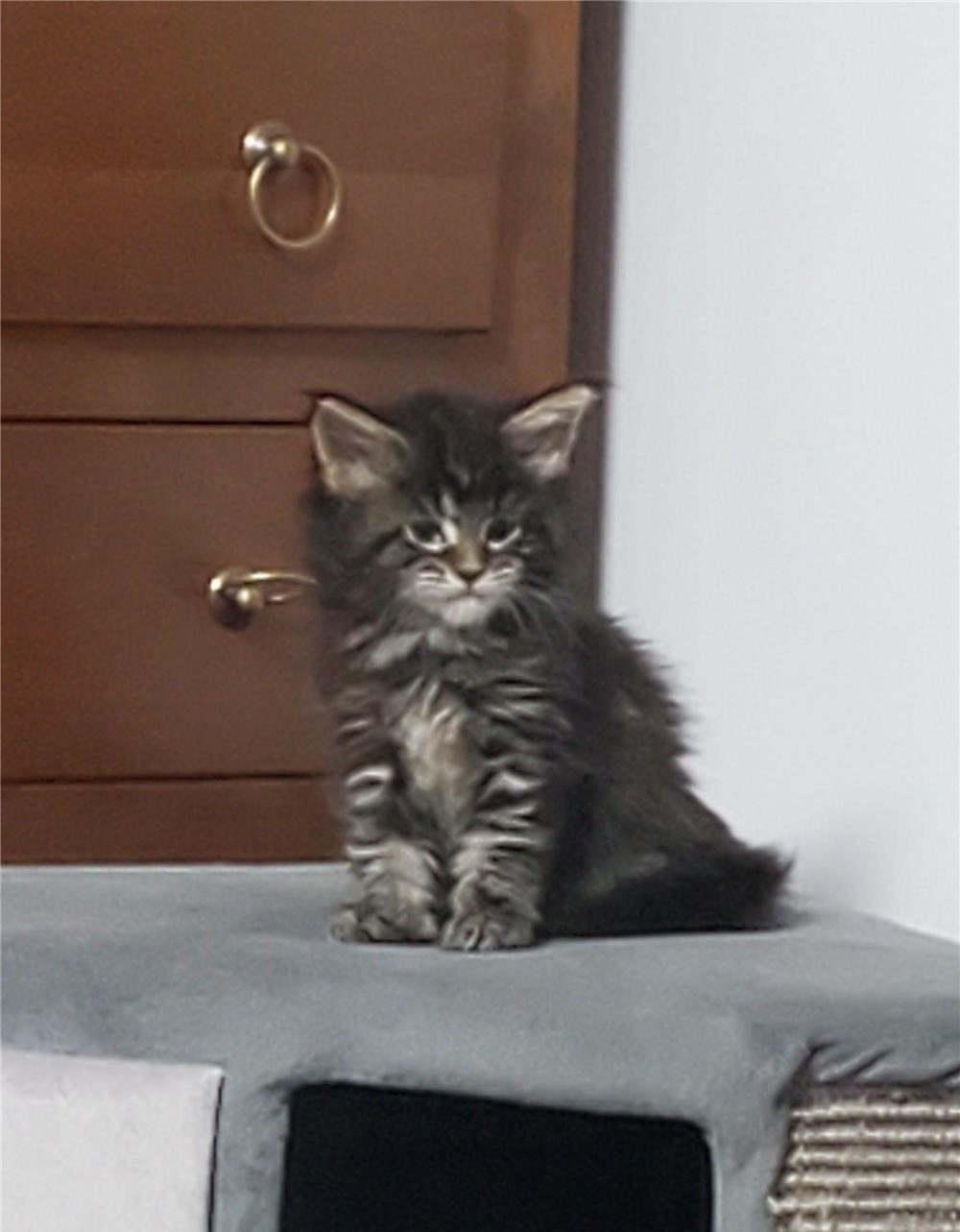 Pisicuțe Maine coon