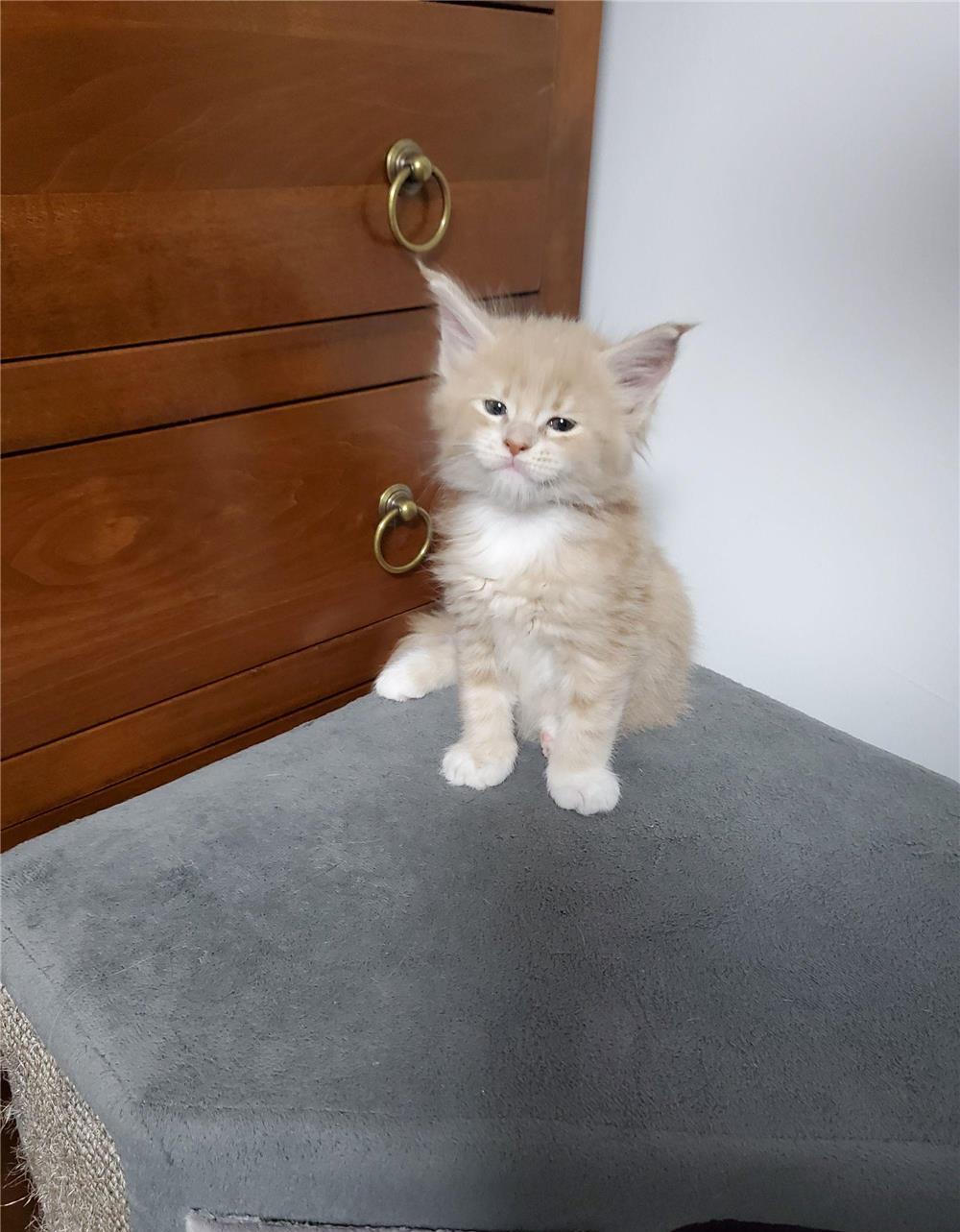 Pisicuțe Maine coon