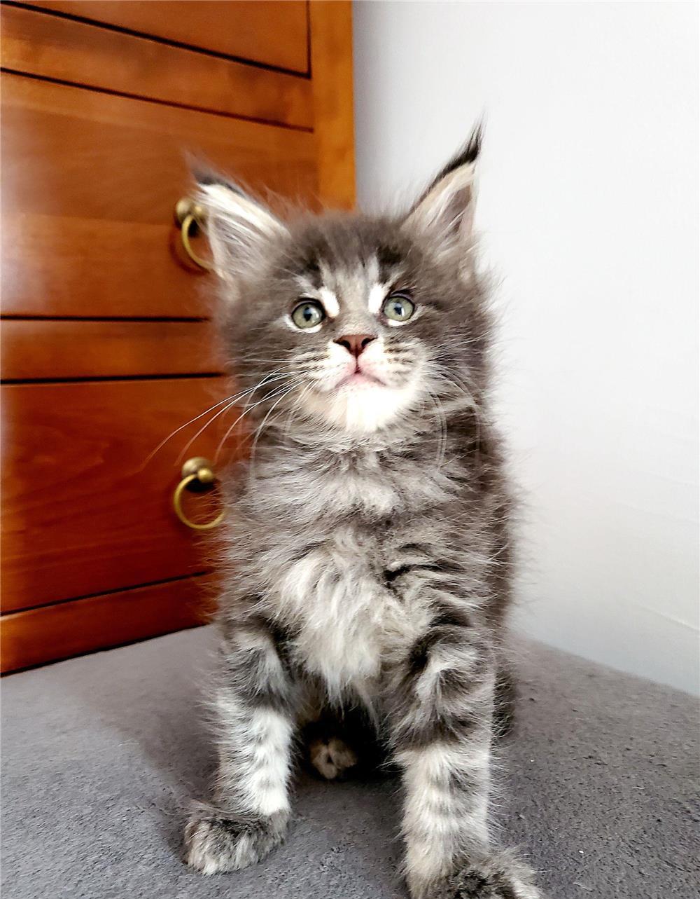 Pisicuțe Maine coon