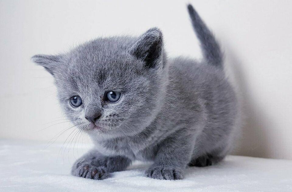 pisicute minunate british blue crem