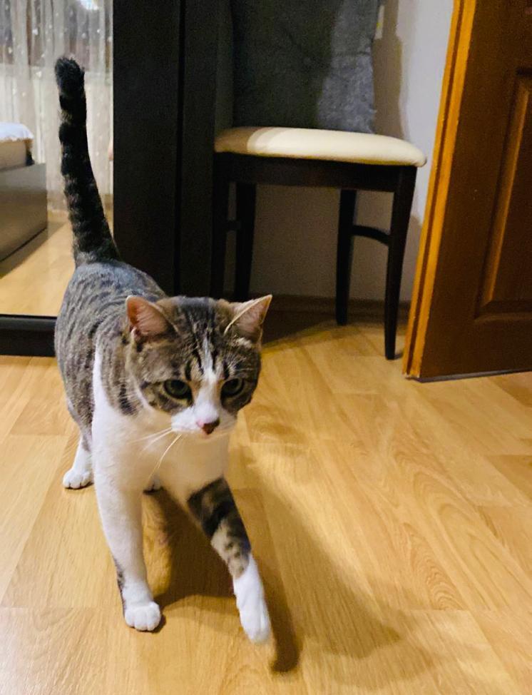 Pisicute spre adoptie