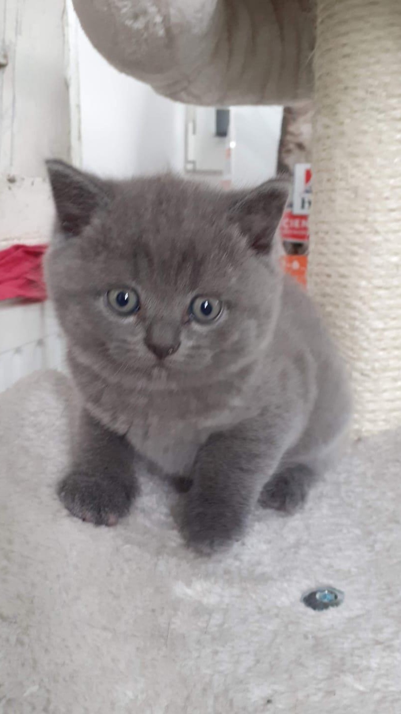 Pisicuți British Shorthair