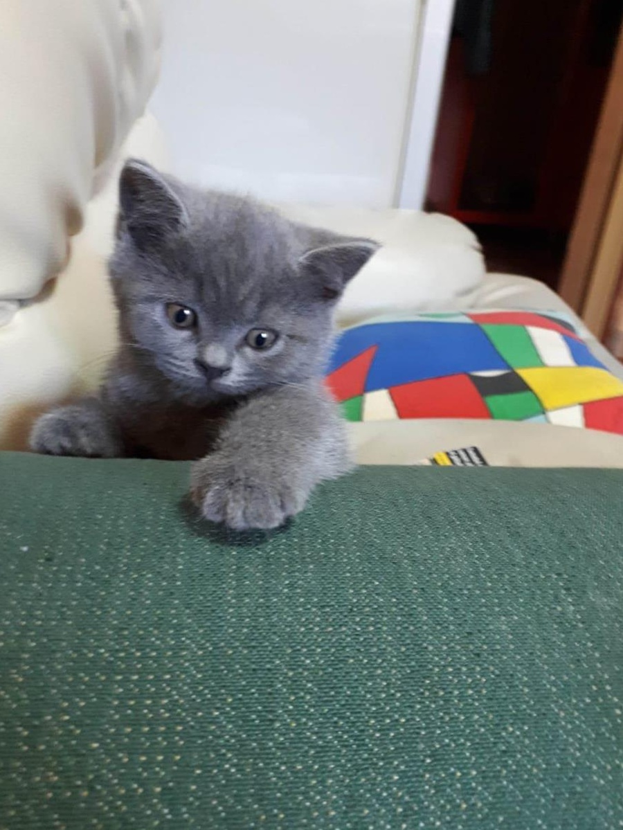 Pisicuți British Shorthair