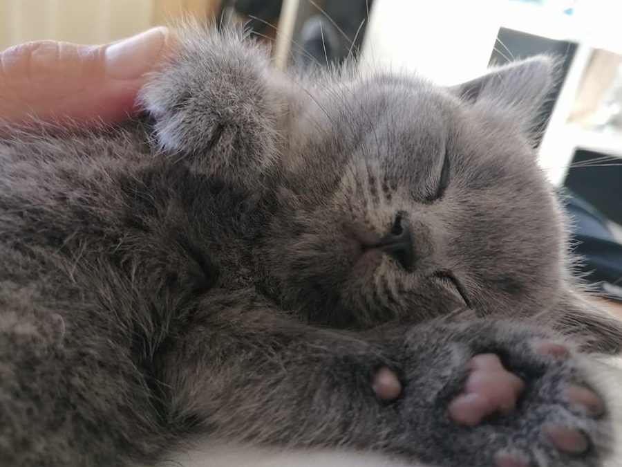 Pisicuți British Shorthair