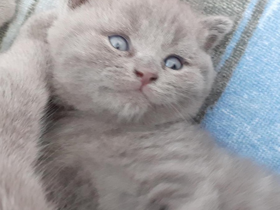 Pisicuți British Shorthair