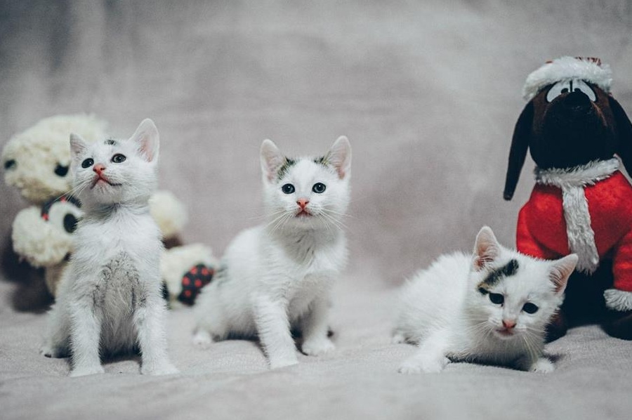 Pisicuți pentru adopție