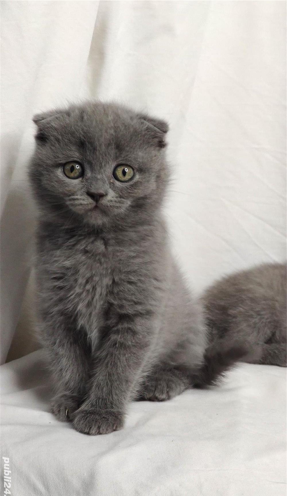 Pisicuti Scottish Fold & British Shorthair