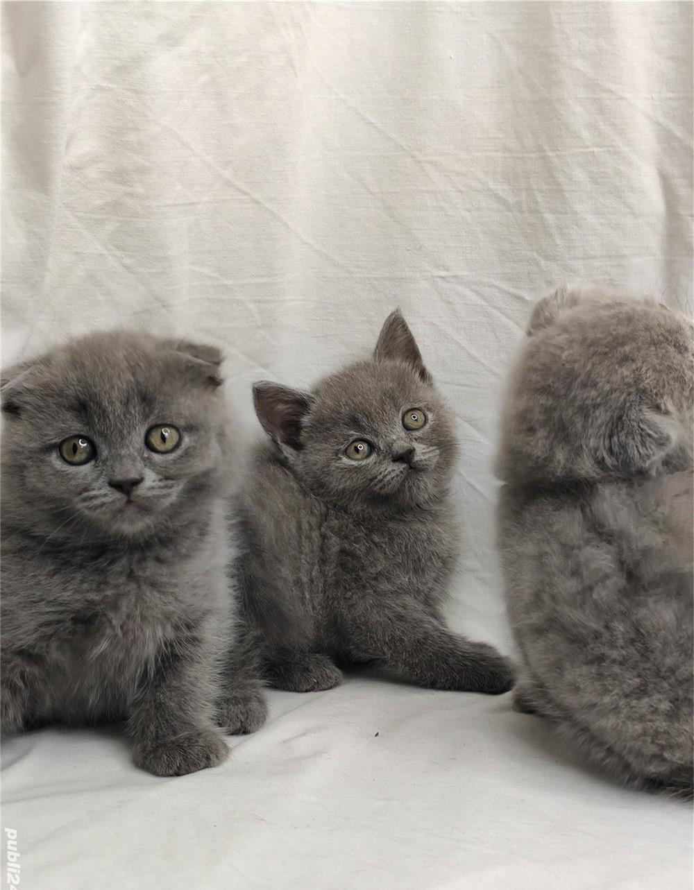 Pisicuti Scottish Fold & British Shorthair