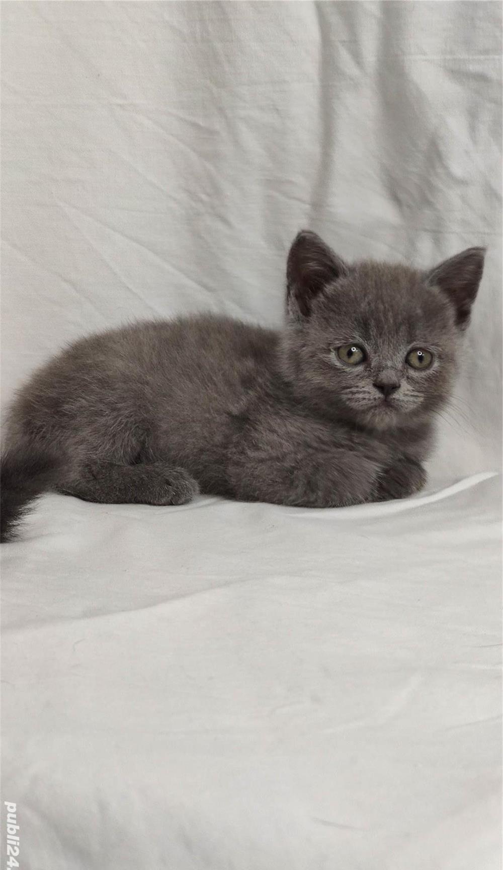 Pisicuti Scottish Fold & British Shorthair