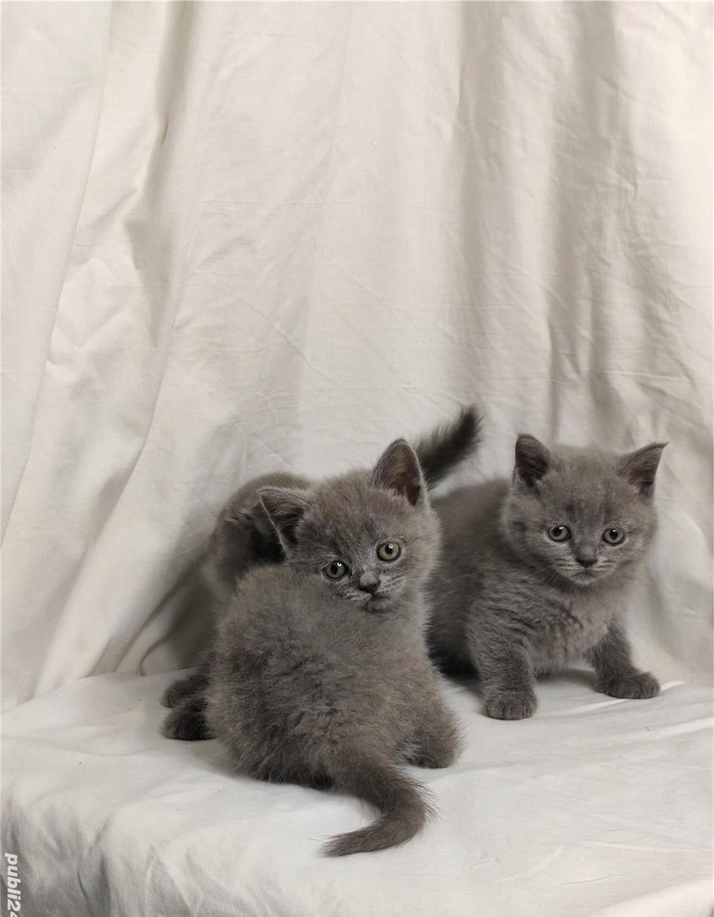 Pisicuti Scottish Fold & British Shorthair