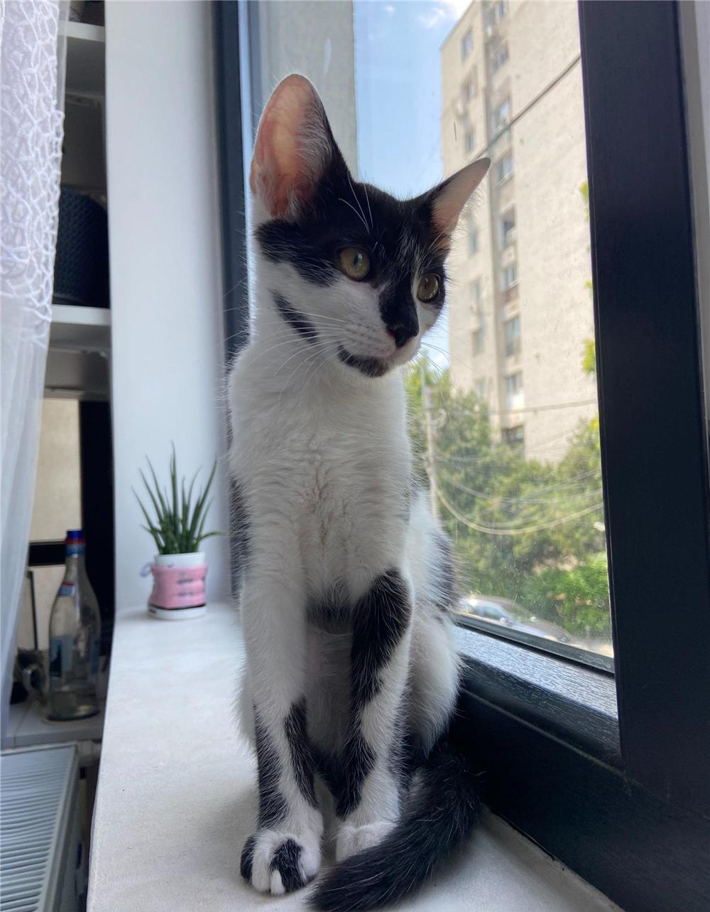 Pisoi adoptie