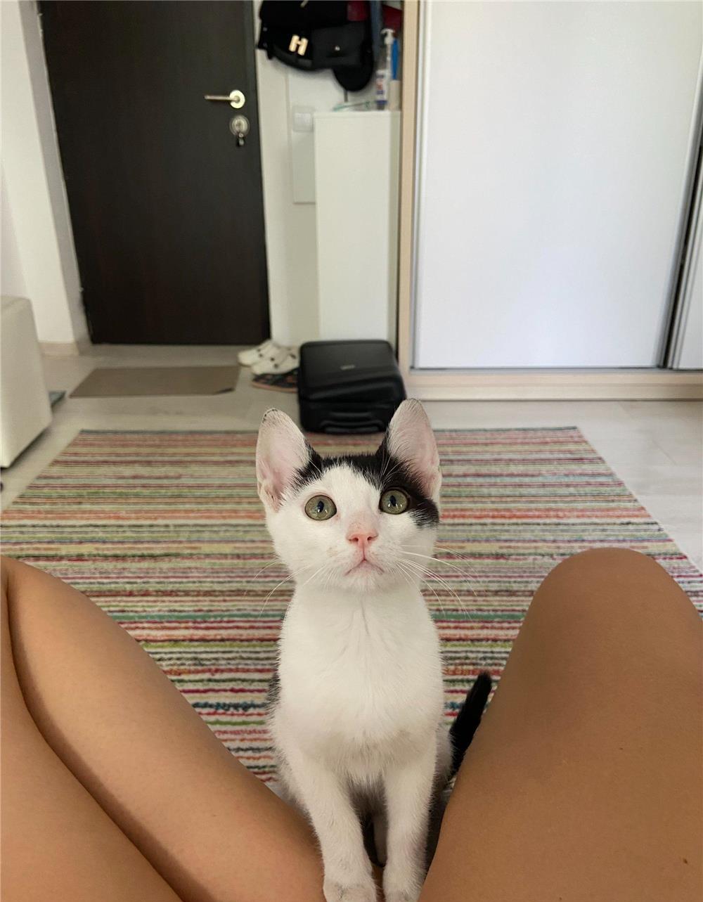 Pisoi adoptie