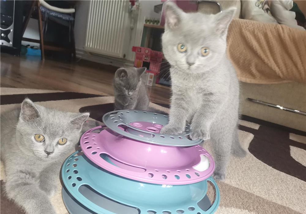 Pisoi british shorthair blue vaccinati