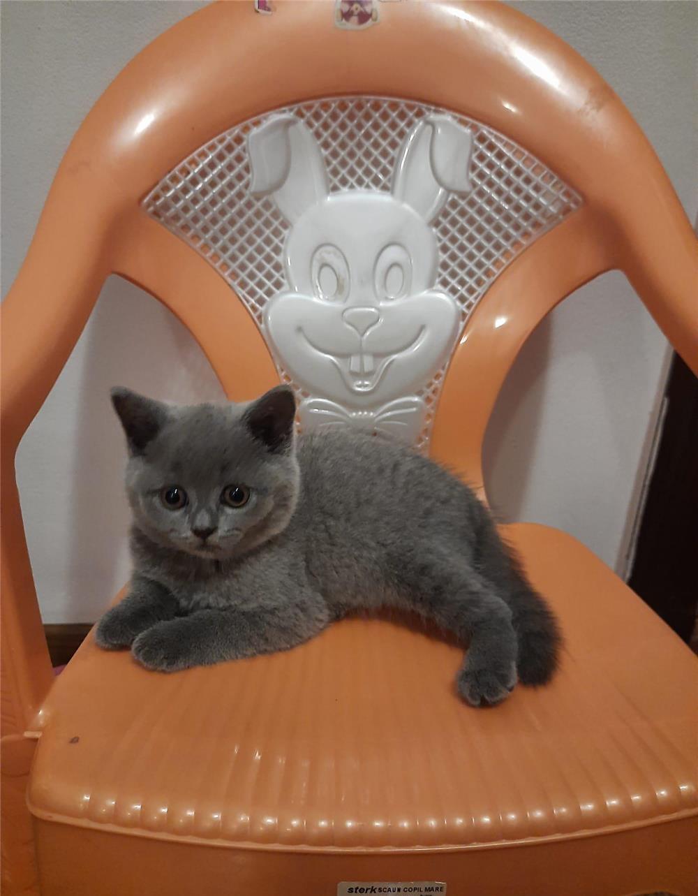 Pisoi british shorthair blue vaccinati