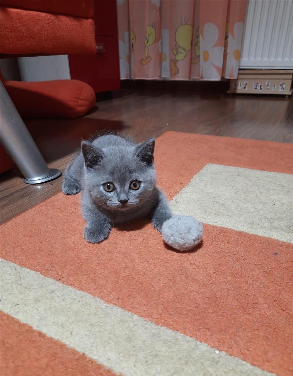 Pisoi british shorthair blue vaccinati