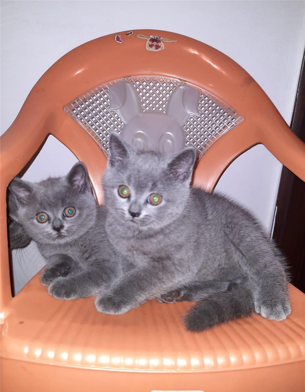 Pisoi british shorthair blue vaccinati