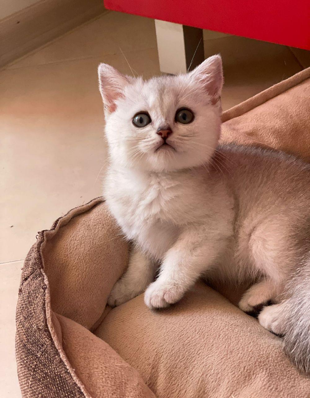 Pisoi din rasa british chinchilla