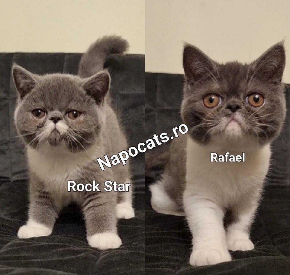 Pisoi Exotic Shorthair cu pedigree - transport & pachet optionale