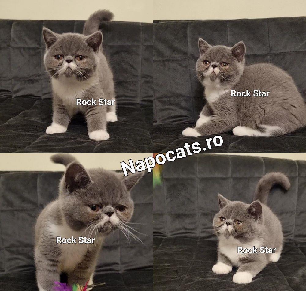 Pisoi Exotic Shorthair cu pedigree - transport & pachet optionale