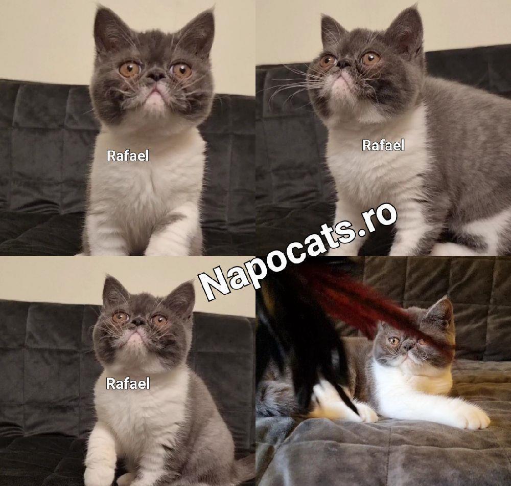 Pisoi Exotic Shorthair cu pedigree - transport & pachet optionale