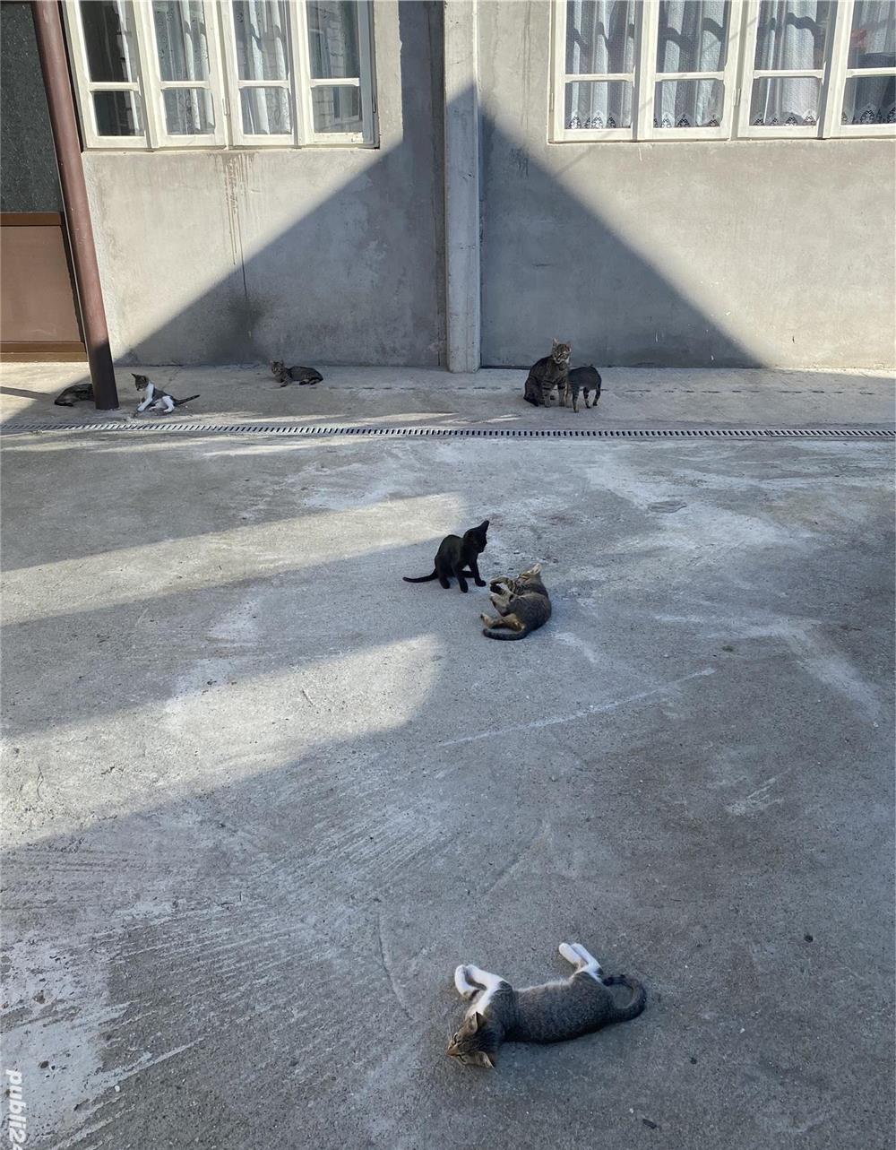 Pisoi jucausi - animalul de companie perfect